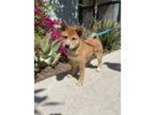 Shiba Inu Puppy for sale in Orange, CA, USA