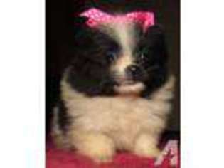 Pomeranian Puppy for sale in FENWICK, MI, USA