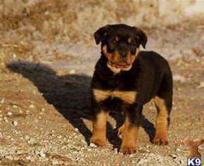 Rottweiler Puppy for sale in Sugar Land, TX, USA