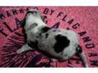 Pembroke Welsh Corgi Puppy for sale in Farwell, TX, USA