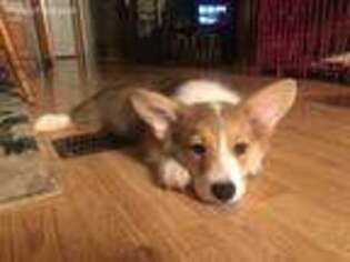 Pembroke Welsh Corgi Puppy for sale in Hagerstown, MD, USA