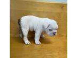 Bulldog Puppy for sale in New Bedford, MA, USA