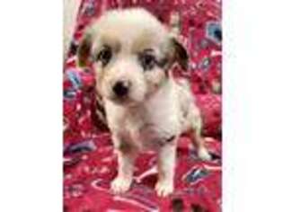 Miniature Australian Shepherd Puppy for sale in Grove City, OH, USA