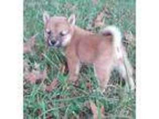 Shiba Inu Puppy for sale in Morrison, TN, USA