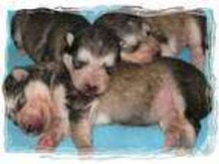 Alaskan Malamute Puppy for sale in HALF WAY, MO, USA