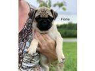 Pug Puppy for sale in Rochester, NY, USA