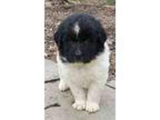 Newfoundland Puppy for sale in Tunkhannock, PA, USA