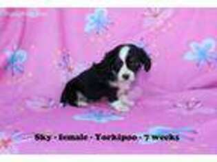 Yorkshire Terrier Puppy for sale in Clarkrange, TN, USA