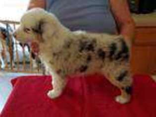 Australian Shepherd Puppy for sale in Tillamook, OR, USA