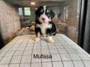 Mutt Puppy for sale in Montgomery, NY, USA