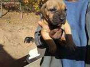 American Bandogge Puppy for sale in Hamden, CT, USA