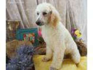 Mutt Puppy for sale in Stonefort, IL, USA