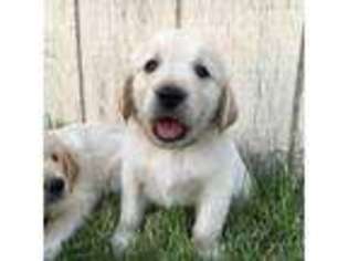 Golden Retriever Puppy for sale in Paul, ID, USA