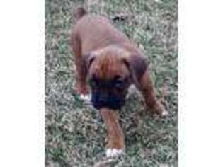 Boxer Puppy for sale in Edwardsburg, MI, USA