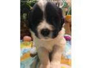 Newfoundland Puppy for sale in Berthoud, CO, USA