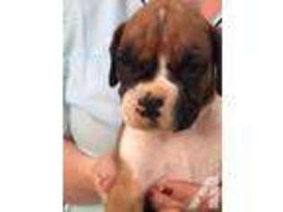 Boxer Puppy for sale in HILLSDALE, MI, USA