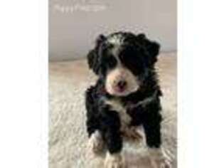 Mutt Puppy for sale in Reading, MI, USA