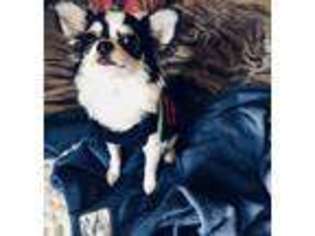 Chihuahua Puppy for sale in Covington, GA, USA