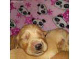 Golden Retriever Puppy for sale in Amite, LA, USA