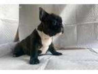 French Bulldog Puppy for sale in Cibolo, TX, USA