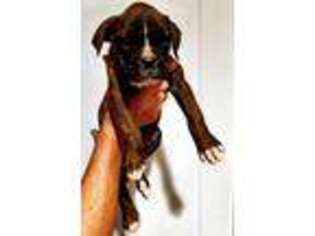 Boxer Puppy for sale in Bay Minette, AL, USA