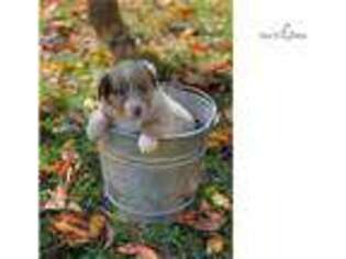 Miniature Australian Shepherd Puppy for sale in Fredericksburg, VA, USA
