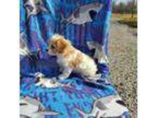 Cavachon Puppy for sale in Grabill, IN, USA