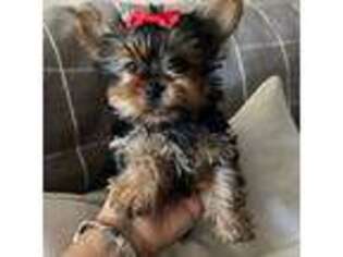 Yorkshire Terrier Puppy for sale in Malden, MA, USA