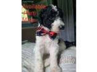 Mutt Puppy for sale in Saint George, SC, USA