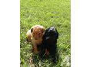 Labradoodle Puppy for sale in CONSTABLEVILLE, NY, USA