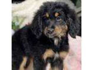 Mutt Puppy for sale in Greenacres, WA, USA