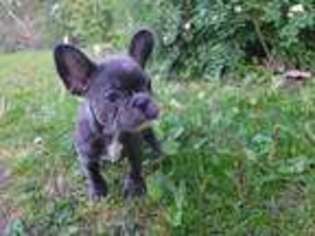 French Bulldog Puppy for sale in Upper Marlboro, MD, USA