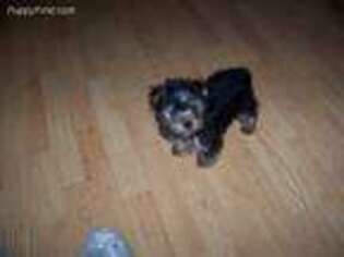 Yorkshire Terrier Puppy for sale in Campbellsville, KY, USA