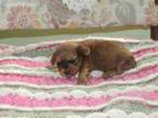 Mutt Puppy for sale in Nixon, TX, USA