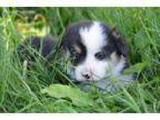 Pembroke Welsh Corgi Puppy for sale in Berkshire, NY, USA