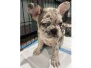 French Bulldog Puppy for sale in Laguna Niguel, CA, USA
