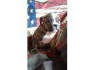 Olde English Bulldogge Puppy for sale in Paxtonville, PA, USA