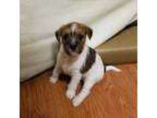 Jack Russell Terrier Puppy for sale in Columbus, OH, USA