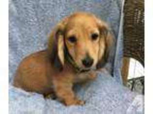 Dachshund Puppy for sale in MOUNT VERNON, TX, USA