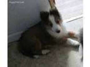 Shetland Sheepdog Puppy for sale in Oakland, OR, USA