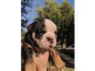 Bulldog Puppy for sale in Florence, CO, USA
