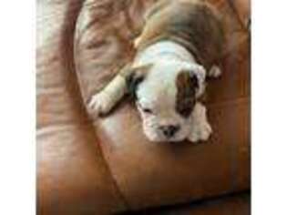 Bulldog Puppy for sale in Woodville, VA, USA