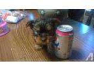 Yorkshire Terrier Puppy for sale in KEYSER, WV, USA