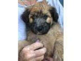 Soft Coated Wheaten Terrier Puppy for sale in Saline, MI, USA