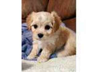 Cavachon Puppy for sale in Doon, IA, USA