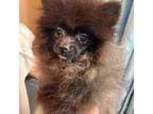 Pomeranian Puppy for sale in Avon Park, FL, USA