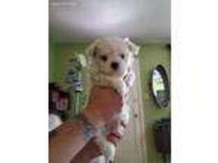 Maltese Puppy for sale in Seminole, FL, USA