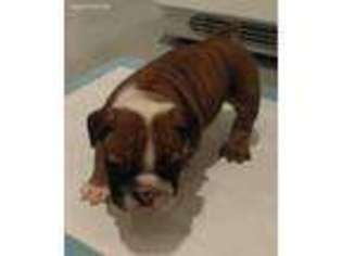 Bulldog Puppy for sale in Filer, ID, USA