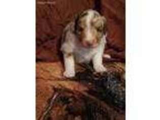 Miniature Australian Shepherd Puppy for sale in Gordon, NE, USA