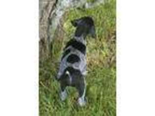 German Shorthaired Pointer Puppy for sale in Charlotte, MI, USA